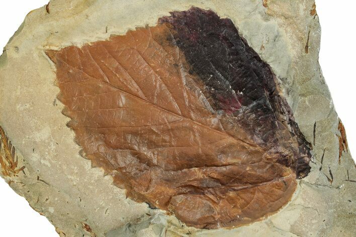 Fossil Leaf (Beringiaphyllum) - Montana #262361